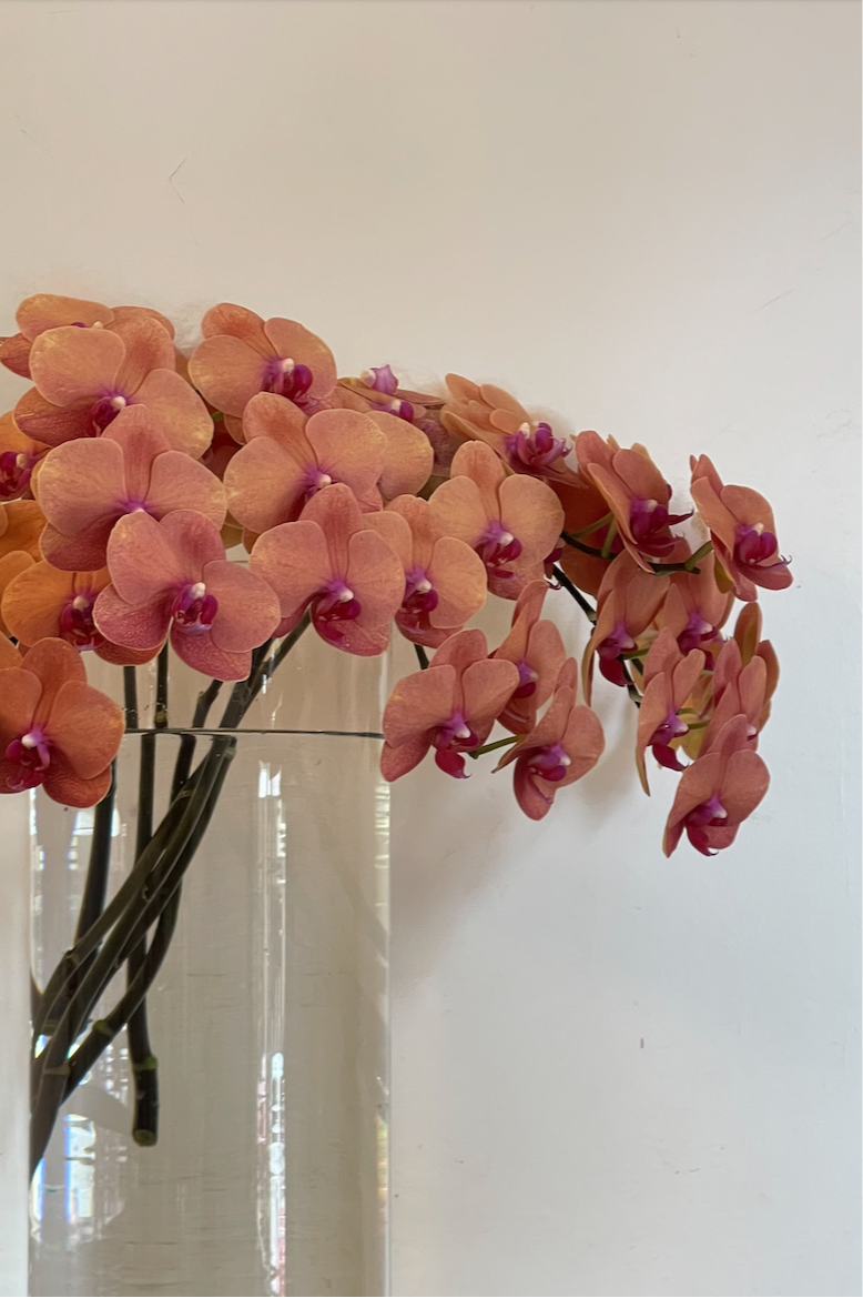 PHALAENOPSIS CUT STEMS